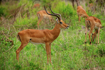 Naklejka na ściany i meble Grant's gazelle male buck closeup in national park Tanzania Africa