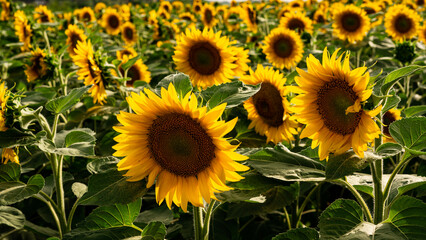 Fototapeta na wymiar Sunflower growing in a field of sunflowers during a nice sunny summer day. 