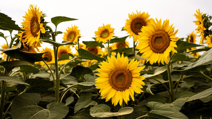 Sunflower growing in a field of sunflowers during a nice sunny summer day. 