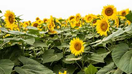 Sunflower growing in a field of sunflowers during a nice sunny summer day. 