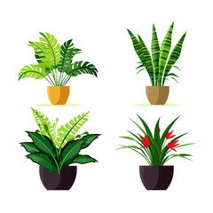 Fototapeta na wymiar Set of houseplants. Indoor plant in modern flowerpot. Decorative houseplants for interior home decoration