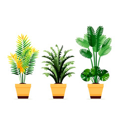 Set of houseplants. Indoor plant in modern flowerpot. Decorative houseplants for interior home decoration