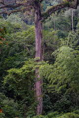 trees in the forest rio claro colombia 