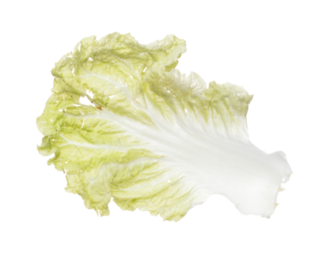 Chinese Cabbage fly in mid air, green fresh vegetable chinese cabbage falling. Organic fresh vegetable with eaten leaf of chinese cabbage, close up texture. White background isolated freeze motion