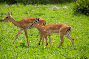 Grant's gazelle male buck closeup in national park Tanzania Africa