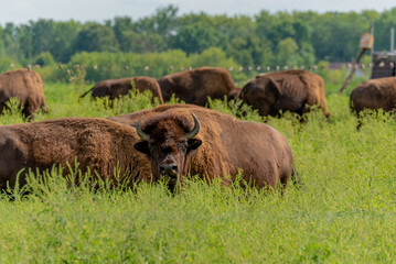 Bison Or Buffalo Resting In The Pasture In Summer