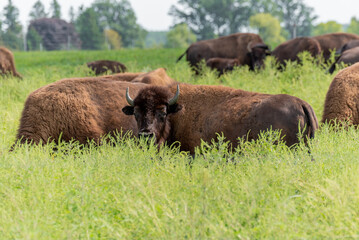 Bison Or Buffalo Resting In The Pasture In Summer