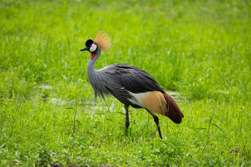 Grey crowned crane (Balearica regulorum) in savannah of Kenya Tanzania and Uganda Africa