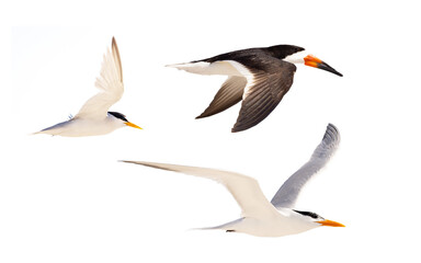 Florida seabirds all photographed and cropped by me on a transparent background. 
Species from left: Least tern (Sternula antillarum), royal tern (Thalasseus maximus), black skimmer (Rynchops niger) - obrazy, fototapety, plakaty