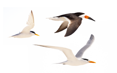 Florida seabirds all photographed and cropped by me on a transparent background. 
Species from left: Least tern (Sternula antillarum), royal tern (Thalasseus maximus), black skimmer (Rynchops niger)