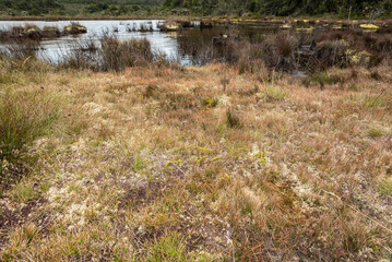 grass on the bank of lake in paramo de belmira 