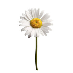 Fototapeta na wymiar white daisy flower isolated, generative ai