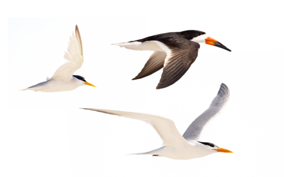 Florida seabirds all photographed and cropped by me on a transparent background. 
Species from left: Least tern (Sternula antillarum), royal tern (Thalasseus maximus), black skimmer (Rynchops niger)