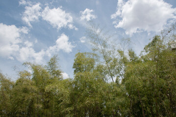 Obraz na płótnie Canvas zen garden whit bamboo in parque de los pies descalzos 