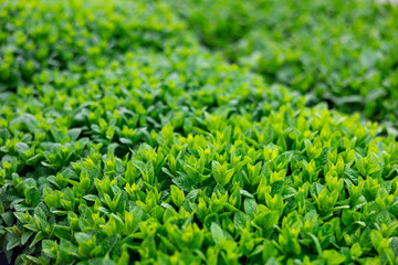 lots of potted menta seedlings in hothouse. Spring work in garden.Gardening and decorating culture. Close up - obrazy, fototapety, plakaty