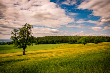 Fototapeta na wymiar Sommer, Feld, Baum, Natur, Landschaft, Panorama