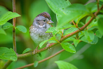 Swamp Sparrow perched on branch with green leaves