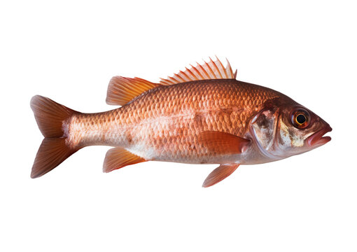 Basa fish isolated on transparent background. Generative AI.