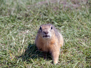 Naklejka na ściany i meble Prairie dog on a grassy field looking at a camera. Close-up, portrait of rodent
