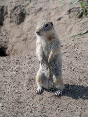 A male of prairie dog standing on its hind legs and looking around on a grassy lawn.