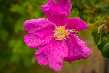 Pink Rosehip flower petals close-up