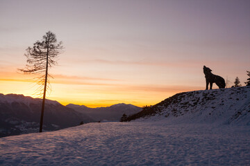 Wooden sculpture of a wolf. Italian landmark at dawn
