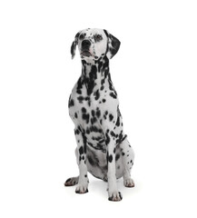 Adorable Dalmatian dog on white background. Lovely pet