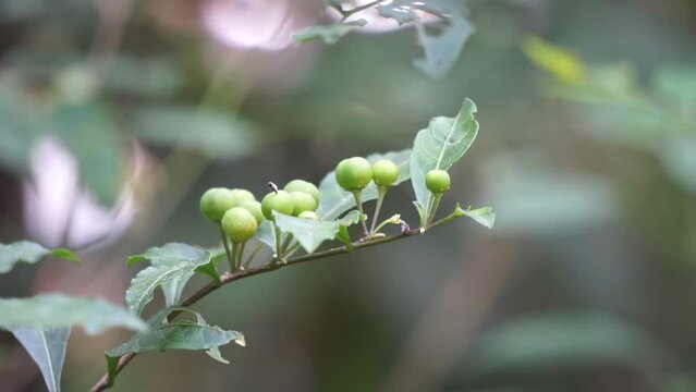 Solanum diphyllum (Also called twoleaf nightshade). Used to improve appetite. Used to treat asthma and skin diseases. Green fruits are crushed and applied for the ringworm infection.