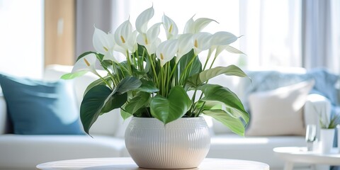 Portrait vase of anthurium on the table with sun exposure