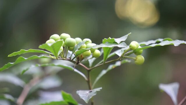Solanum diphyllum (Also called twoleaf nightshade). Used to improve appetite. Used to treat asthma and skin diseases. Green fruits are crushed and applied for the ringworm infection.