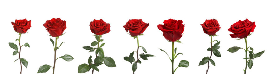 Set of beautiful red roses on white background