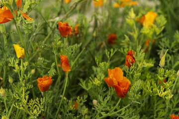 A field of California poppies with stems