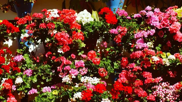 Patios Cordobeses, Cordoba, Andalusia, Spain, traditional courtyards adorned with vibrant flowers and plants reflecting local culture