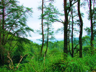 Naklejka premium Trees in the forest