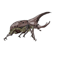 beetle isolated on white background