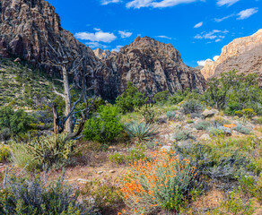 Wildflowers and The Rainbow Mountain Range on The Ice Box Canyon Trail, Red Rock Canyon National Conservation Area, Nevada, USA