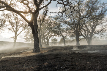 Grasses and oak trees smolder after a fire © David Elkins