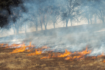 Flames burn down a hillside of grasses in front of a row of oak trees