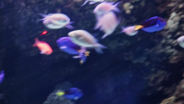 Flock of colorful fish swim at depth, near stone bottom with reefs, corals. Diving, snorkeling exploring underwater world of wild fish Paracanthurus Hepatus Aquarium colorful tropical fish, ecosystem