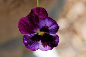 Purple pansy