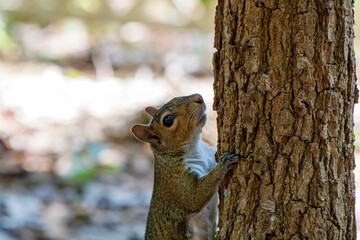Small brown squirrel