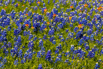 Field Full of Texas Wildflowers, Washington County, Texas USA
