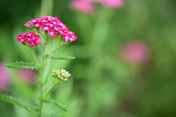 春の魅力的な花々
