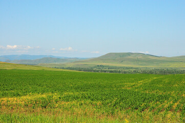 A huge field of young corn on the slopes of a hilly steppe on a warm summer day.