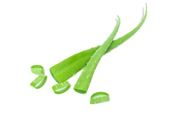Aloe vera leaves plant isolated on white background, herb and medical concept