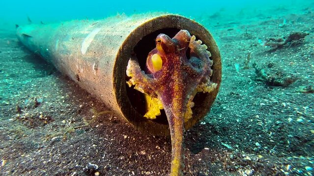 Mototi octopus sitting in the mouth of a plastic tube that lies on sandy seabed. Body striped brown and yellow. Comes out of its hiding place,  grabs a piece of coral or wood with its tentacles.