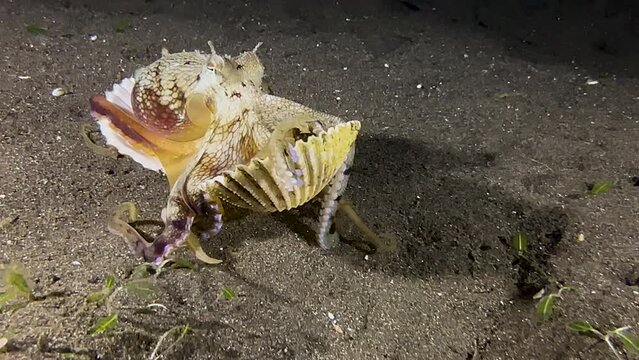 Coconut octopus inside an open cockle shell during night, poking in the sand with its tentacles. Starts walking along ocean floor carrying the shell under its body attached by suction cups.