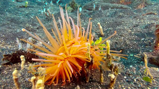 An orange fileclam bobs across the seabed which is made up of dark sand and occasional coral or sponge. Clam apparently uses recoil for locomotion. Medium shot during day.