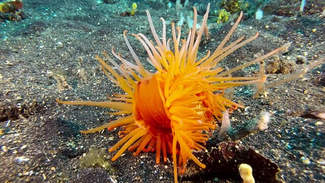 Hirases fileclam moves its tentacles on seabed which is made up of dark sand. Suddenly clam starts moving towards camera. Apparently uses recoil for locomotion. Medium shot during day.