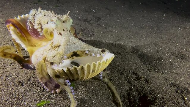 Coconut octopus inside an open cockle shell during night. Starts walking along ocean floor carrying the shell under its body attached by suction cups. Stops and searches for food poking in the sand.